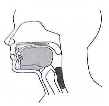 Figure 3 – Oesophageal Phase