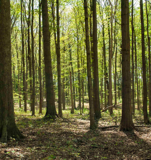 How we’re helping the environment at Rosemont