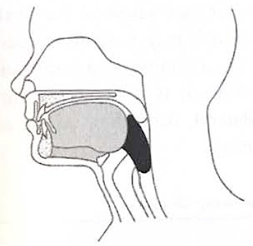 Figure 2 – Pharyngeal Phase